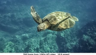DJulian-Sea-Turtle-Makena-Maui-Video-Still.jpg