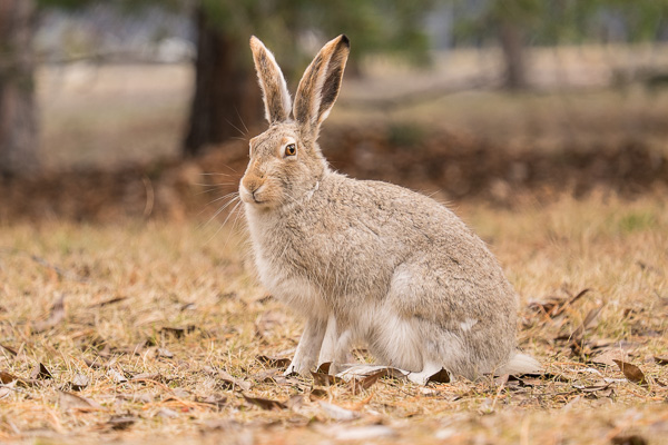 Snowshoe Hare - XF55-200mm F3.5-4.8 R LM OIS Lens 1/200 at f 4.8, ISO 400, 200mm