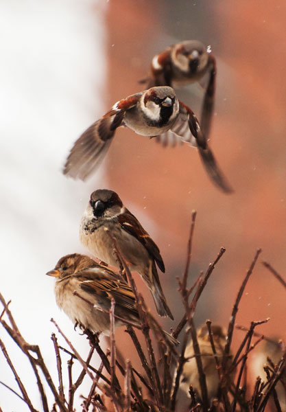 sparrows