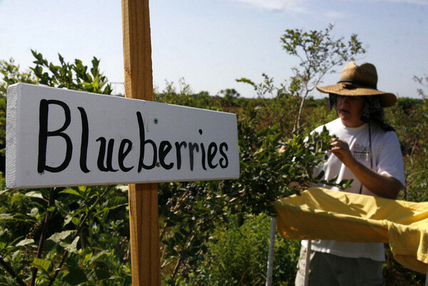 Blueberry Season