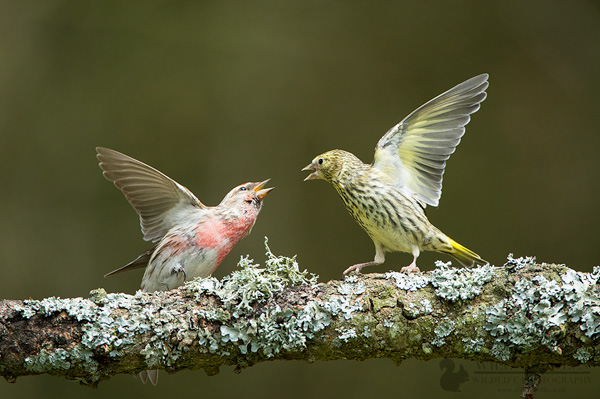 Red Poll and Siskin Fight