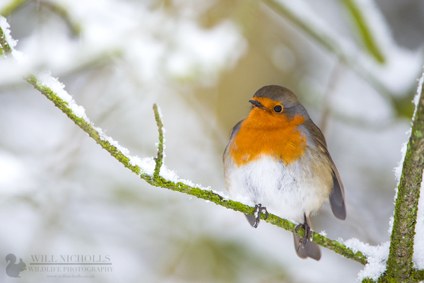 Robin in Snow