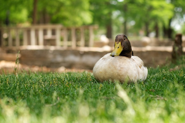 Duck pond