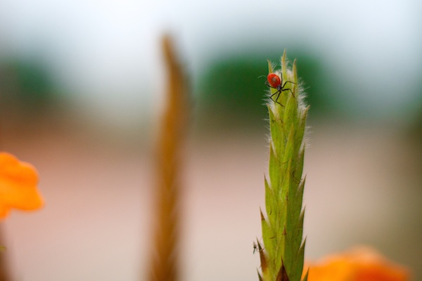 Flower bug