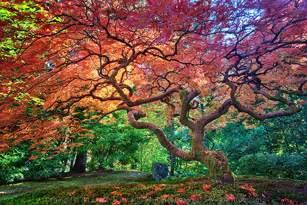 How to photograph trees in landscape photgraphy