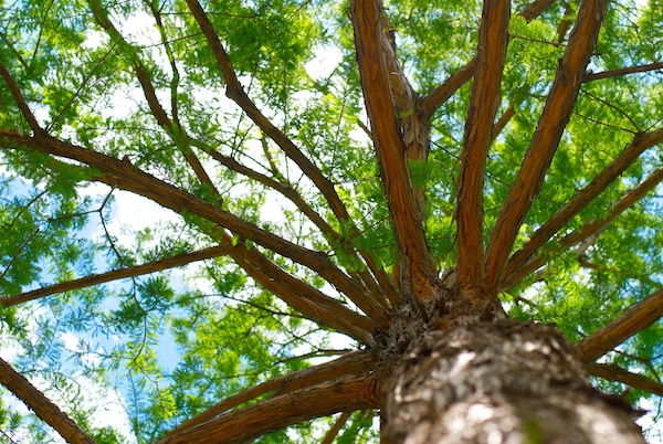 Tree perspective