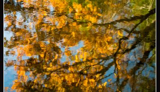 Abstract pics_0000_fall colors