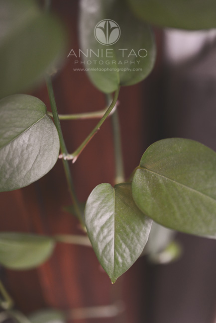 Annie-Tao-Photography-everyday-hearts-leaf-of-green-plant