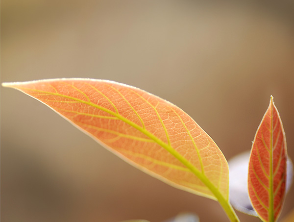 A shallow depth of field isolates the leaves from the soft background