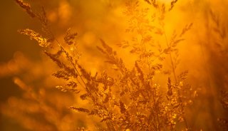 The key ingredient in any image is light