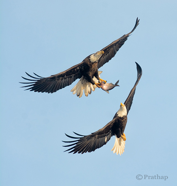 Nature Photography Simplified Bird Photography Bald Eagle Fight In Flight