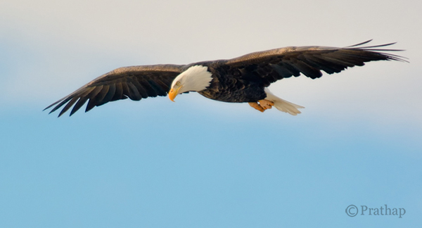 Nature Photography Simplified Bird Photography Bald Eagle Flight