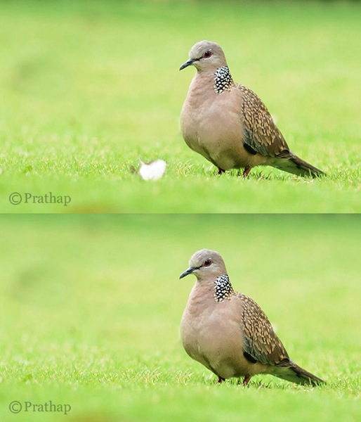 Nature Photography Simplified Bird Photography Beautiful Dove Background After Removing Distraction In Background