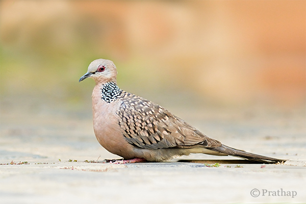 Nature Photography Simplified Bird Photography Dove Clean Background