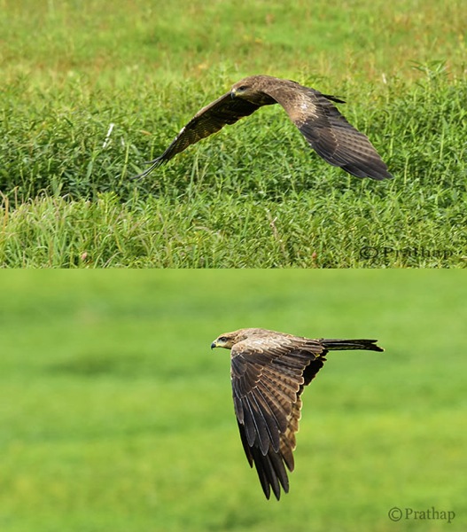 Nature Photography Simplified Bird Photography Eagle Flight Distracting vs Clean Background