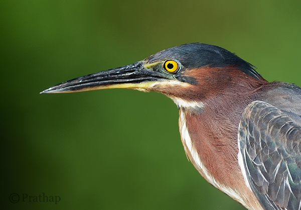 Nature Photography Simplified Bird Photography Green Heron Portrait Bokeh Effect