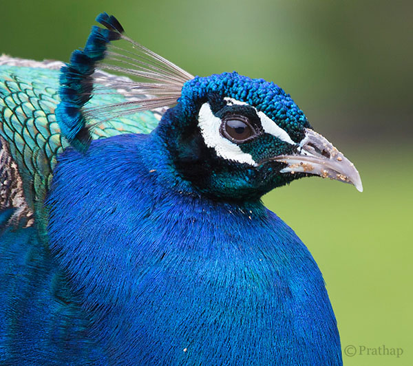 Nature Photography Simplified Bird Photography Peacock Portrait