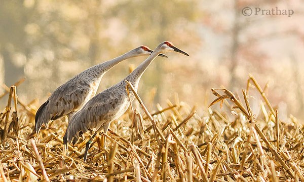 Nature Photography Simplified Sandhill Cranes In Jasper Pulaski Fish And Wildlife Refuge Medaryville Indiana