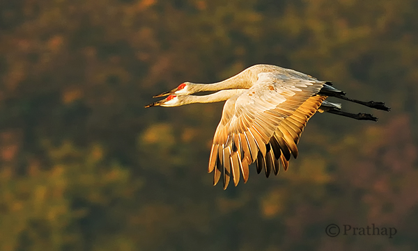 Nature Photography Simplified Sandhill Cranes Pair In Flight Jasper Pulaski Fish And Wildlife Refuge Indiana