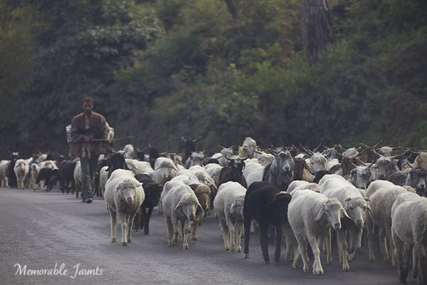 Photographing From The Hip Sheep Herder Walking With Flock of Sheep By Memorable Jaunts