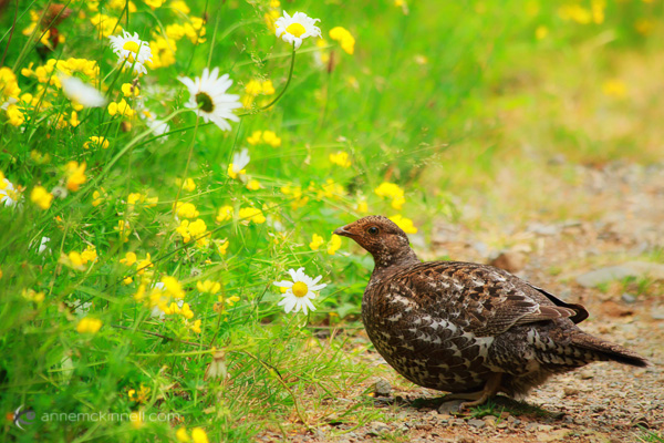 Female Sooty Grouse by Anne McKinnell