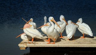 American White Pelicans at the Salton Sea, California, by Anne McKinnell