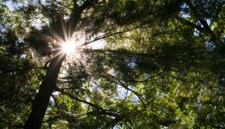 tree-starburst.jpg