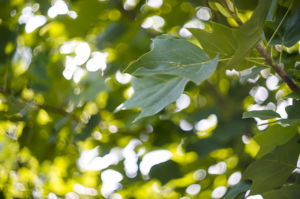 branch bokeh