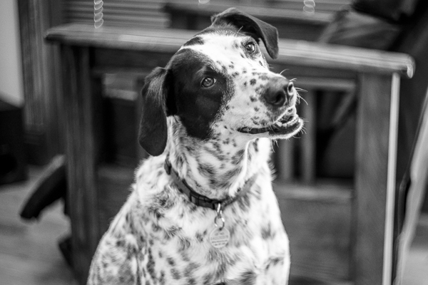 english setter, helios 44-2 lens, 