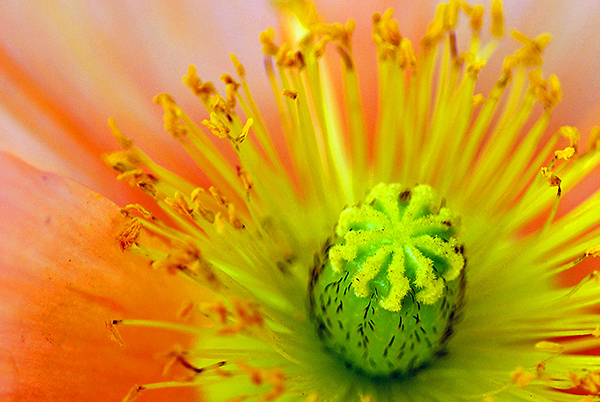 A close up of a poppy flower, the details are what is mesmerising!
