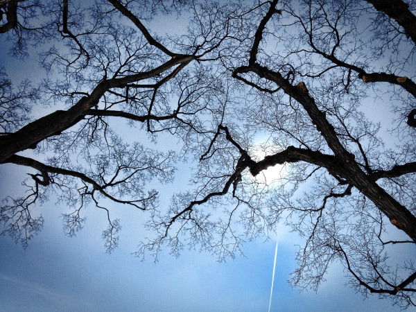 A worm's eye view and the sun behind the subject. Simple. Wow!