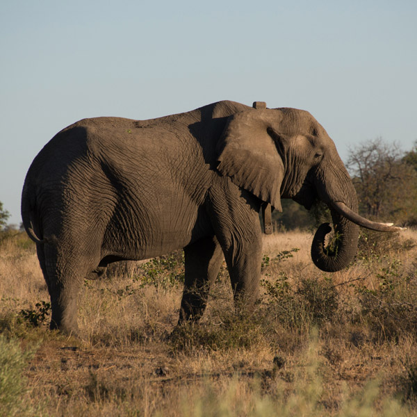 DSC 7849 elephant afternoon