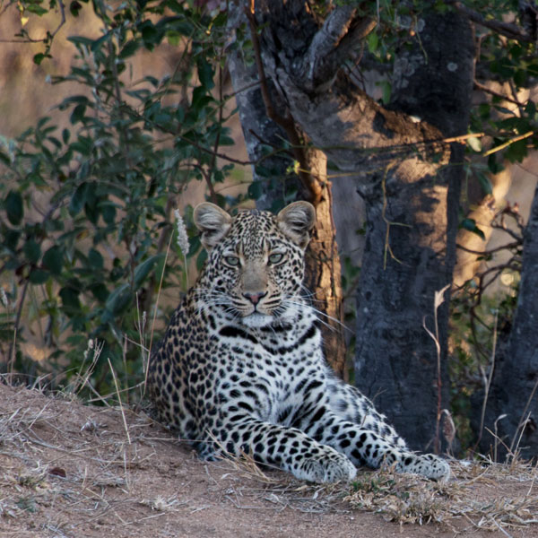 DSC 7895 leopard camo