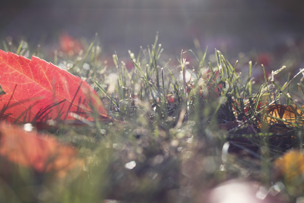 autumn, fall, autumn leaves, leaf, bokeh