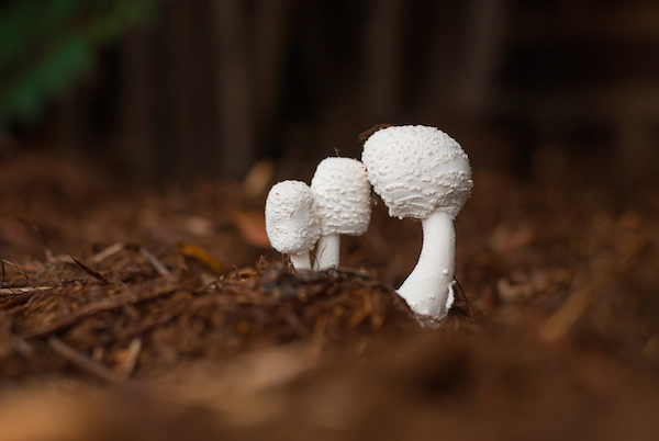 Mushrooms d200