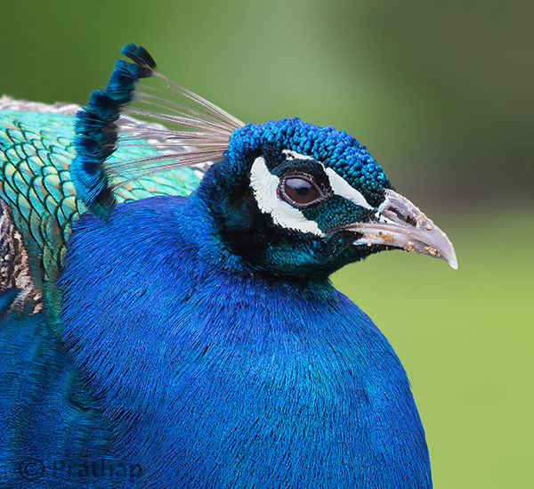 0 Nature Photography Simplified Bird Photography Post Processing Tips Peacock Portrait Featured Image