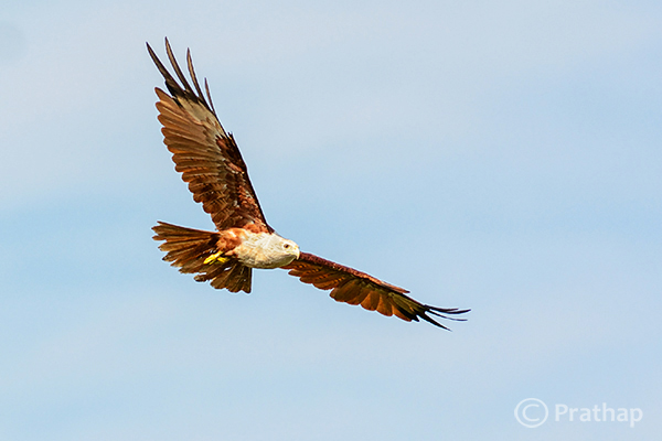 10 Nature Photography Simplified Bird Photography Post Processing Tips Brahminy Kite In Flight