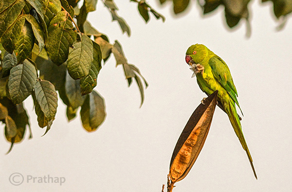 3 Nature Photography Simplified Bird Photography Post Processing Tips High Local Contrast