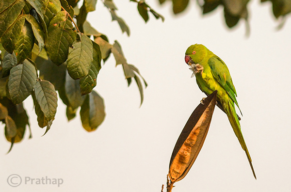 4 Nature Photography Simplified Bird Photography Post Processing Tips Rose Ringed Parakeet Female