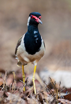 6 Nature Photography Simplified Bird Photography Post Processing Tips Red Wattled Lapwing