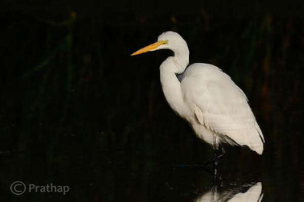 7 Nature Photography Simplified Bird Photography Post Processing Tips Waxing