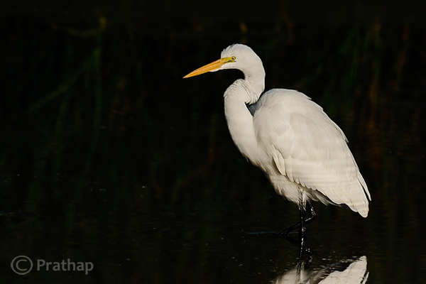 8 Nature Photography Simplified Bird Photography Post Processing Tips Great Egret