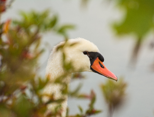 Image of a swan hiding in the tall grass captured  from about 5 meters with 300 mm focal length created a DOF only about 5cm. 