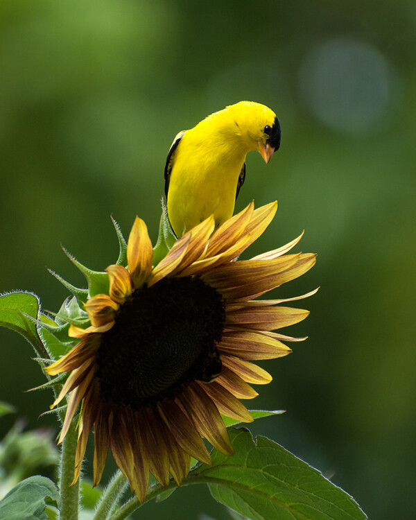 This image captured at 300mm focal length and F/  produced a very shallow DOF. Because of this very shallow DOF it is important to set your focal point on the eye. Notice how the bird appears to pop out from the background. 