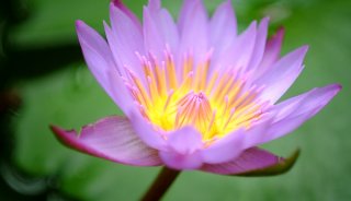 Electronic viewfnders and close-up photography
