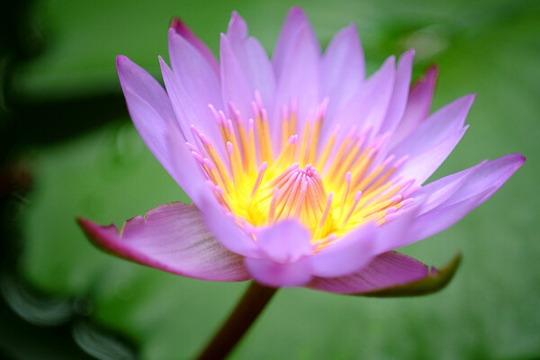 Electronic viewfnders and close-up photography