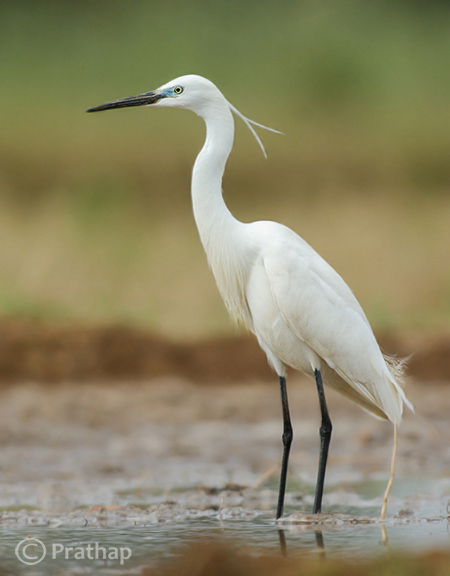 2-Nature-Photography-Simplified-Bird-Photography-Post-Processing-Tips-Little-Egret