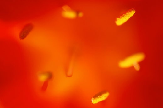 A close up image of a flower, shallow depth of field blurs the background, but the yellow stamens are in focus