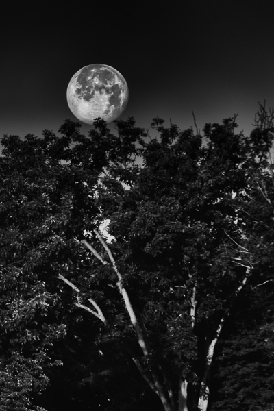 The June full moon called the "Honey Moon" captured here setting at sunrise