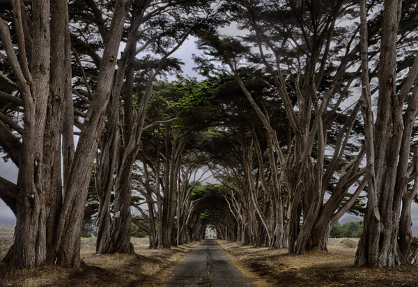 PointReyesTrees